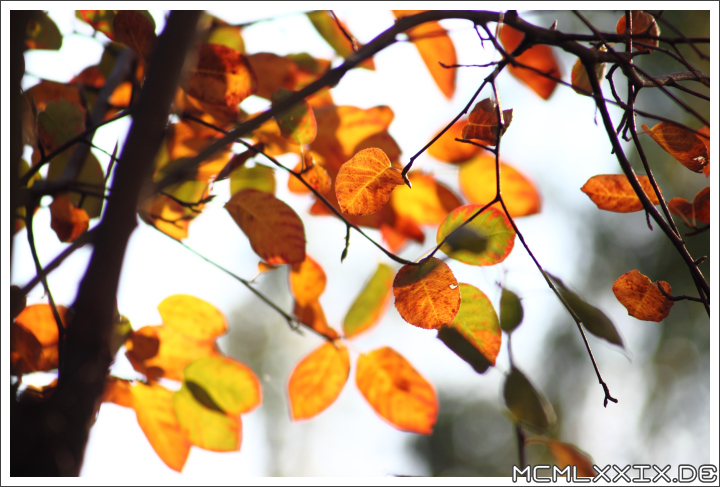Herbststimmung