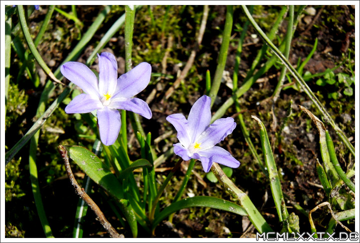 Frühling